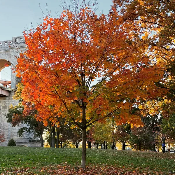 A tree in the park, leaves reddening in the fall.